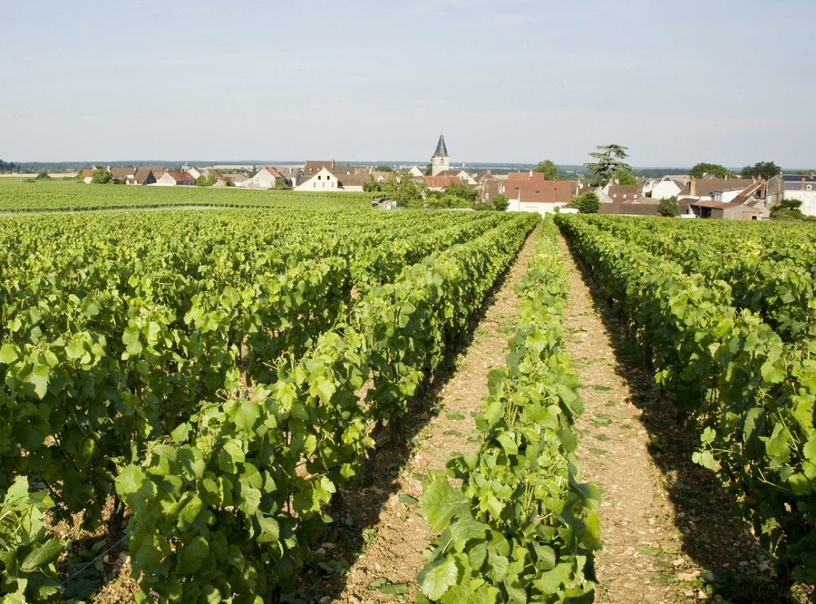 In-Stock White Burgundy